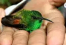 Conoce el profundo significado de que un colibrí se acerque a ti