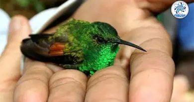 Conoce el profundo significado de que un colibrí se acerque a ti